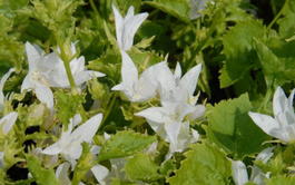 Колокольчик Пожарского «Silberregen» (Campanula рoscharskyana «Silberregen»)