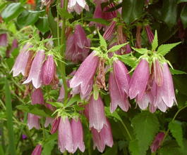 Колокольчик точечный «Гирлянда» (Campanula punctata «Garland»)
