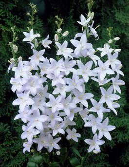 Колокольчик пирамидальный «Жемчужная нить» (Campanula pyramidalis)