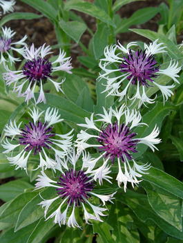 Василек горный «Amethyst in Snow» (Centaurea Montana «Amethyst in Snow»)