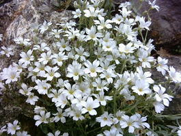 Ясколка Биберштейна (Cerastium biebersteinii)