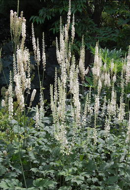 Клопогон кистевидный (Cimicifuga racemosa)