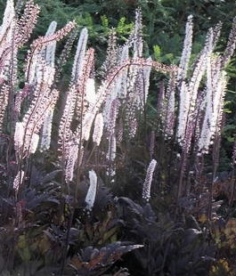 Клопогон ветвистая «Pink Spike» (Cimicifuga ramosa «Pink Spike»)