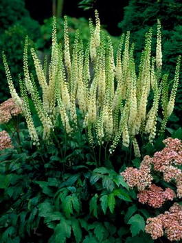 Клопогон простой White Pearl (Cimicifuga simplex White Pearl)