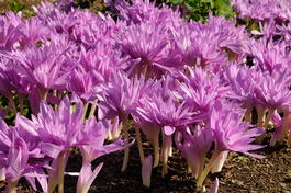 Безвременник осенний «Waterlily» (Colchicum autumnale «Waterlily»)
