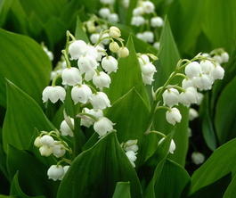 Ландыш майский (Convallaria majalis)