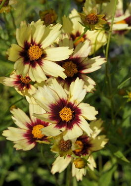 Кореопсис «Редшифт» (Coreopsis «Red Shift»)