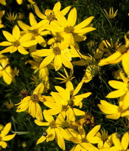 Кореопсис мутовчатый «Zagreb» (Coreopsis verticillata «Zagreb»)