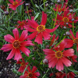 Кореопсис гибридный “Лаймрок Дрим” (Coreopsis x hybrid “Limerock Dream”)