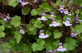 Цимбалярия постенная (Cymbalaria muralis)
