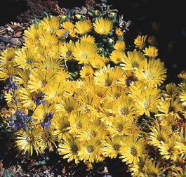Делосперма скрученная «Golden Nugget» (Delosperma congestum «Golden Nugget»)