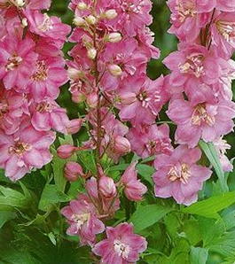 Дельфиниум культурный «Астолат» (Delphinium cultorum «Astolat»)