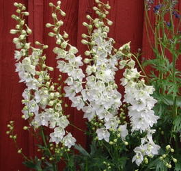Дельфиниум культурный «Касабланка» (Delphinium cultorum «Casablanca»)
