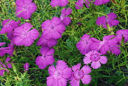 Гвоздика амурская Имаго (Dianthus amurensis, blue)