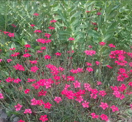 Гвоздика травянка (Dianthus deltoides)