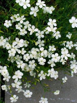 Гвоздика-травянка «Альбус» (Dianthus deltoides «Albus»)
