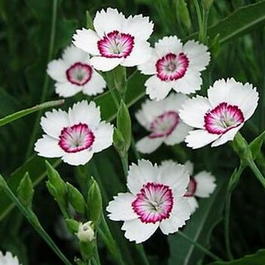 Гвоздика травянка «Арктический огонь» (Dianthus deltoides «Arctic Fire»)