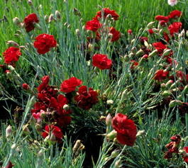 Гвоздика перистая «David» (Dianthus plumarius «David»)