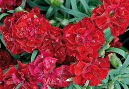 Гвоздика перистая «Дезмонд» (Dianthus plumarius «Desmond»)