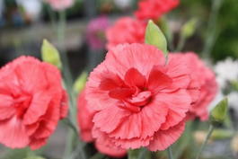 Гвоздика перистая «Diana» (Dianthus plumarius «Diana»)