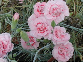 Гвоздика перистая «Doris» (Dianthus plumarius «Doris»)