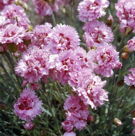 Гвоздика перистая «Maggie» (Dianthus plumarius «Maggie»)