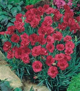 Гвоздика перистая «Munot» (Dianthus plumarius «Munot»)