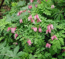 Дицентра исключительная (Dicentra eximia)