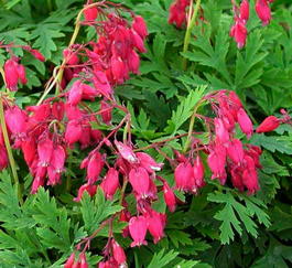 Дицентра красивая «Bacchanal» (Dicentra formosa «Bacchanal»)