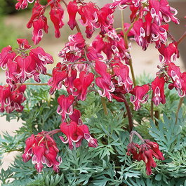 Дицентра красивая «Burning Hearts» (Dicentra formosa «Burning Hearts»)