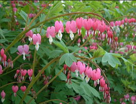 Дицентра видная (Dicentra spectabilis)