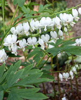 Дицентра видная «Alba» (Dicentra spectabilis «Alba»)