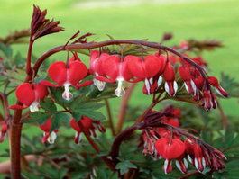Дицентра великолепная «Valentine (Dicentra spectabilis «Valentine»)