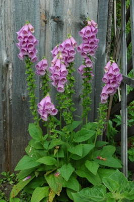 Наперстянка пурпурная (Digitalis purpurea)