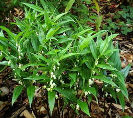 Диспоропсис Перна (Disporopsis pernyi)