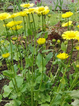 Дороникум восточный «Little Leo» (Doronicum orientale «Little Leo»)