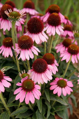 Эхинацея гибридная «Meditation» (Echinacea hybrid «Meditation»)