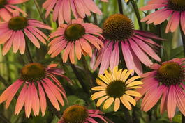 Эхинацея гибридная «Summer Cocktail» (Echinacea hybrida «Summer Cocktail»)