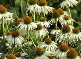 Эхинацея пурпурная «Альба» (Echinacea purpurea «Alba»)
