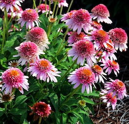 Эхинацея пурпурная«Butterfly Kisses» (Echinacea purpurea «Butterfly Kisses»)