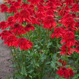 Эхинацея пурпурная «Eccentric» (Echinacea purpurea «Eccentric»)