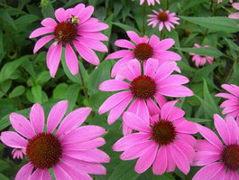 Эхинацея пурпурная «Красный зонтик» (Echinacea purpurea «Красный зонтик»)