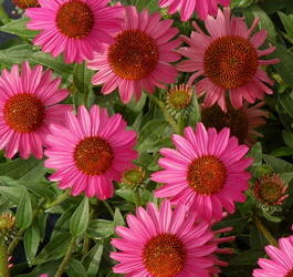 Эхинацея пурпурная «Магнус» (Echinacea purpurea «Magnus»)