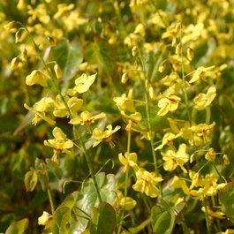 Горянка вечнозеленая подвид «Колхидская» (Epimedium pinnatum ssp. «Сolchicum»)