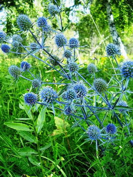 Синеголовник плосколистный (Eryngium planum)