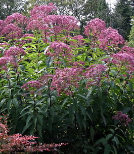 Посконник пятнистый «Atropurpureum» (Eupatorium maculatum «Atropurpureum»)
