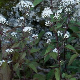 Посконник морщинистый «Chocolate» (Eupatorium rugosum «Chocolate»)