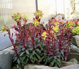 Молочай миндальный «Purpurea» (Euphorbia amygdaloides «Purpurea»)