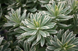 Молочай харациас «Silver Swan» (Euphorbia characias «Silver Swan»)