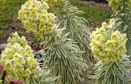 Молочай Харациас «Тасманский Тигр» (Euphorbia characias «Tasmanian Tiger»)